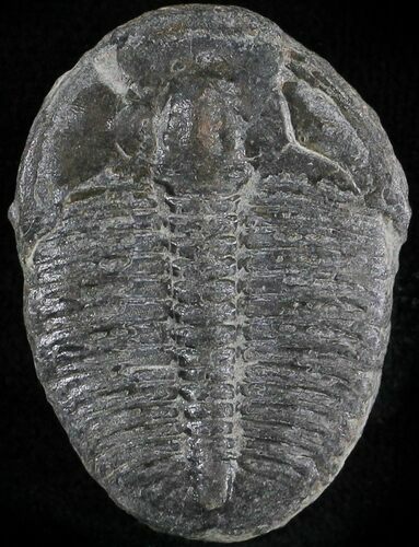 Elrathia Trilobite - Wheeler Shale, Utah #24994